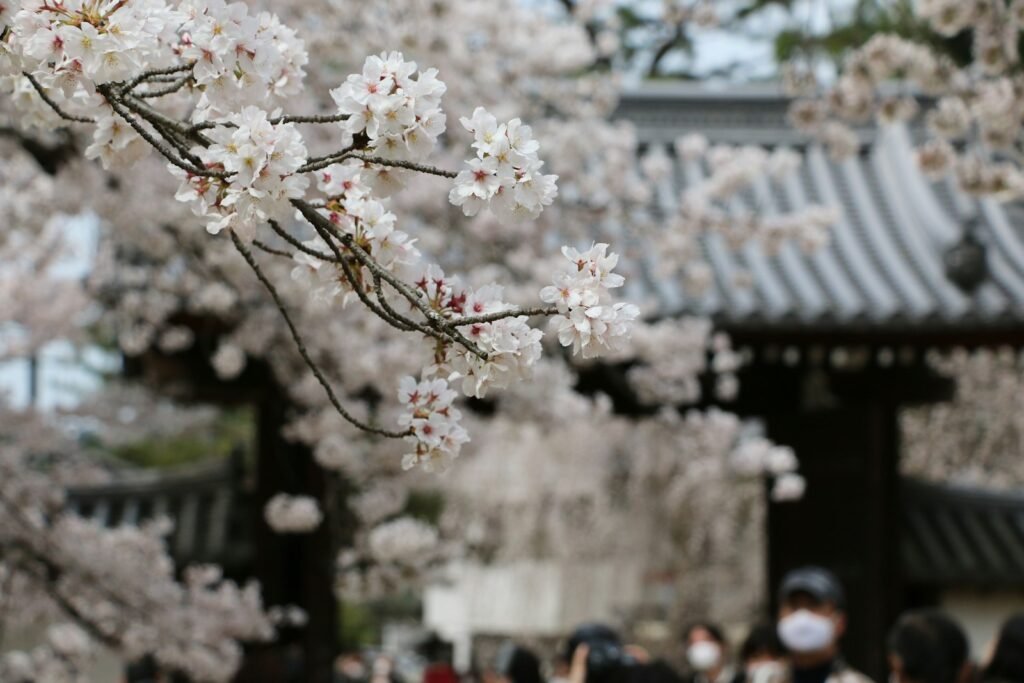 Pessoas sob as cerejeiras em flor no Japão
