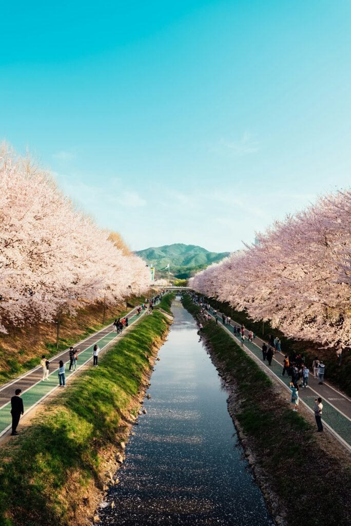 Pessoas caminhando ao longo de um rio com cerejeiras em flor